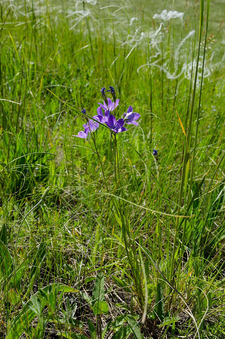 Изображение особи Campanula wolgensis.