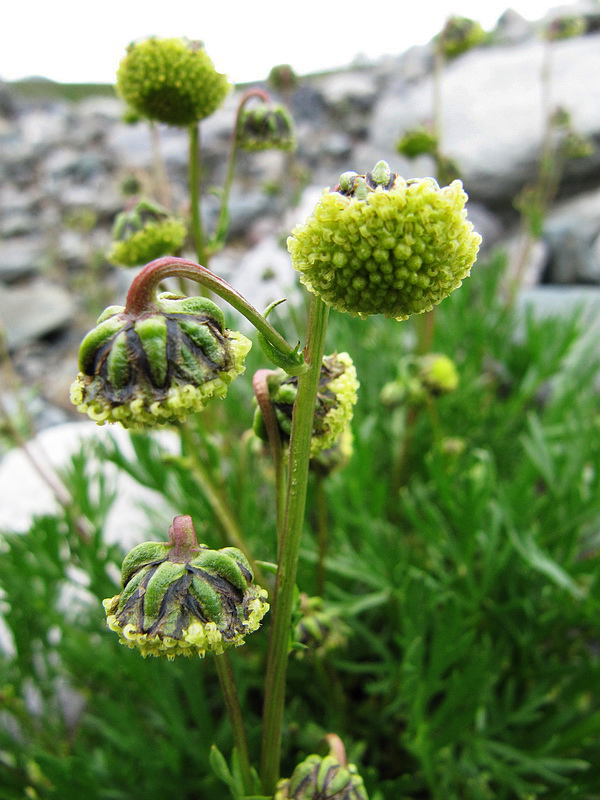 Изображение особи Artemisia norvegica.