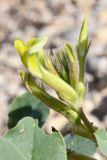 род Astragalus
