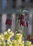 Fritillaria meleagris. Верхушки цветущих растений (на переднем плане соцветия Primula elatior). Мурманск, жил. р-н Росляково, в культуре на клумбе. 04.06.2025.