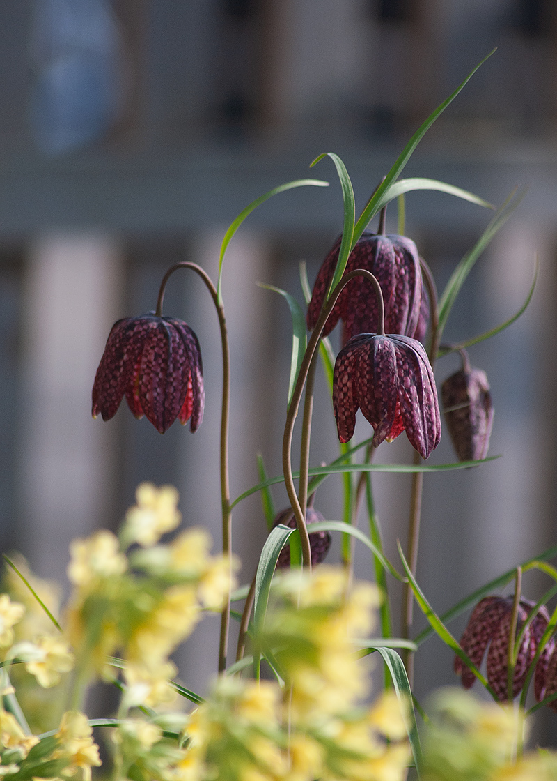 Image of Fritillaria meleagris specimen.