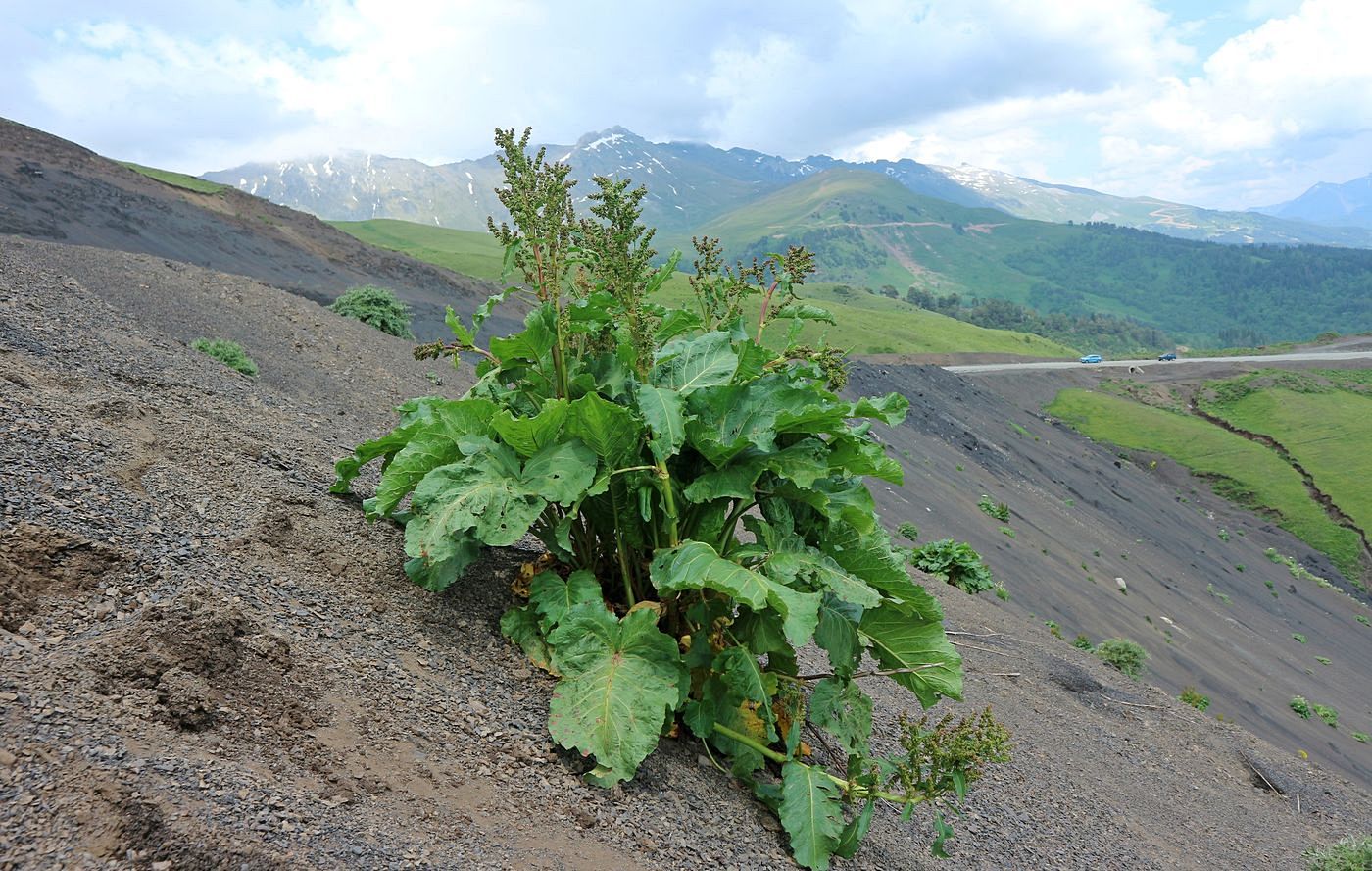 Image of Rumex confertus specimen.