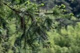 Cunninghamia lanceolata