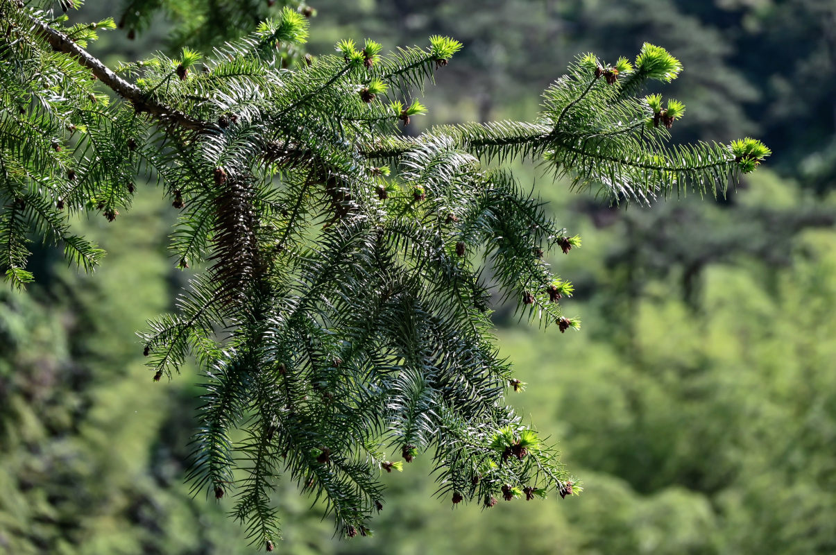 Image of Cunninghamia lanceolata specimen.