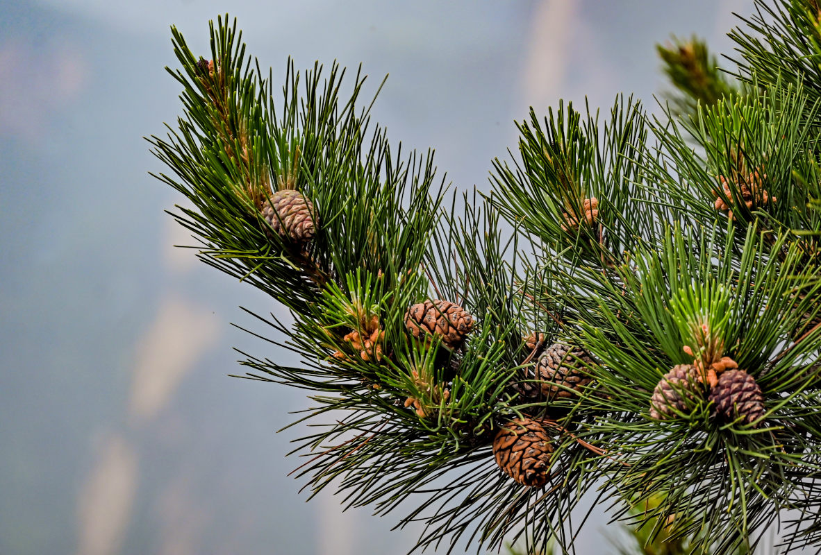 Image of Pinus densata specimen.