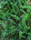 Polypodium vulgare. Спороносящие растения. Калининградская обл., Зеленоградский р-н, Куршская коса, опушка смешанного леса. 30.06.2025.