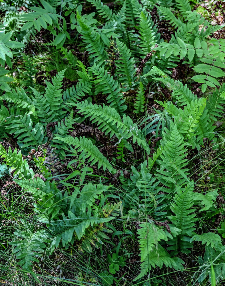 Image of Polypodium vulgare specimen.