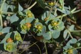 genus Euphorbia. Верхушки побегов с соцветиями. Турция, ил Агры, подножие горы Арарат, окр. с. Демиртепе, выс. ок. 1520 м н.у.м., берег оз. Шейхли, степь. 20 мая 2025 г.