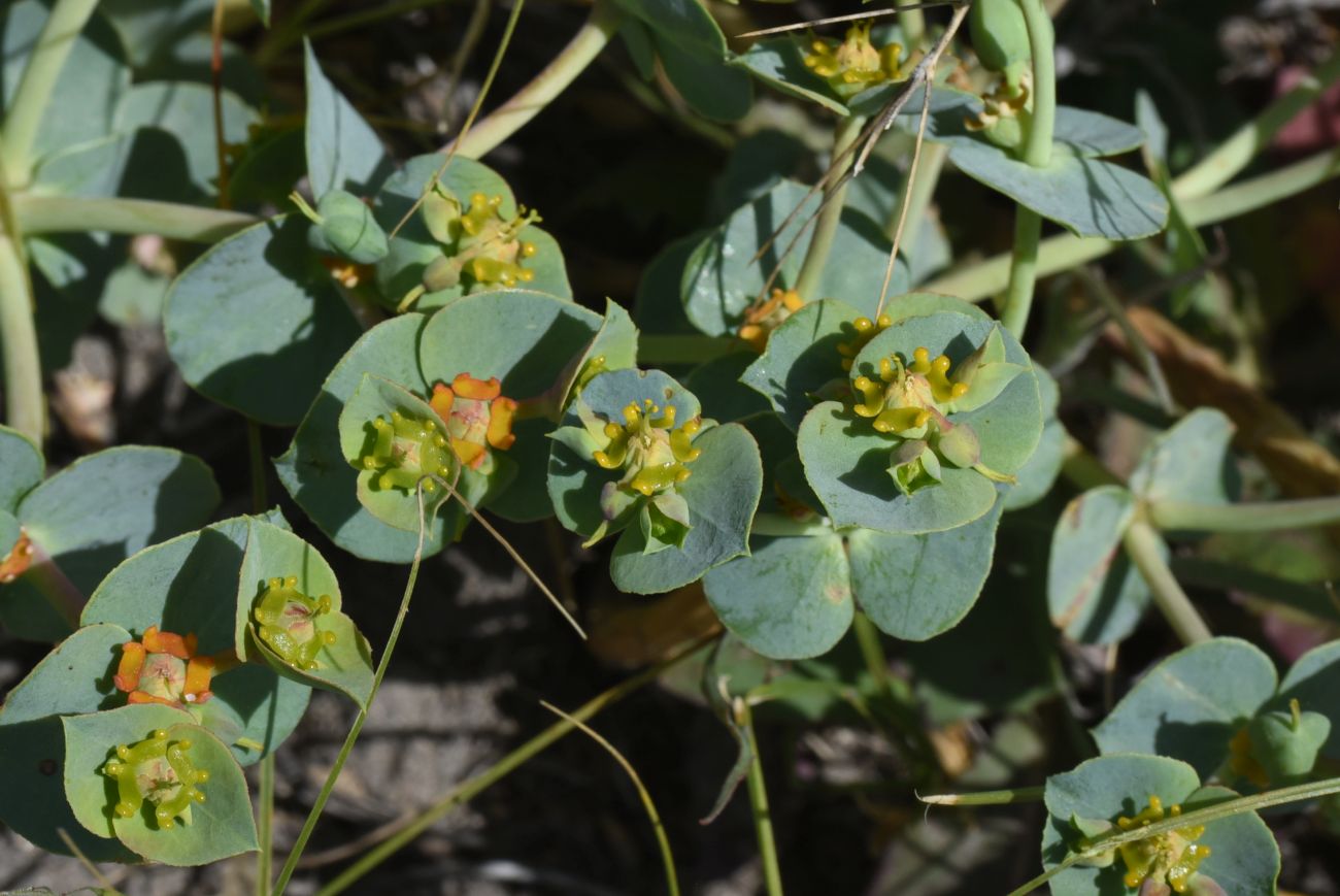 Изображение особи род Euphorbia.
