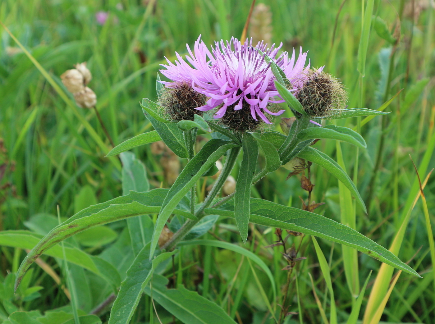 Image of genus Centaurea specimen.