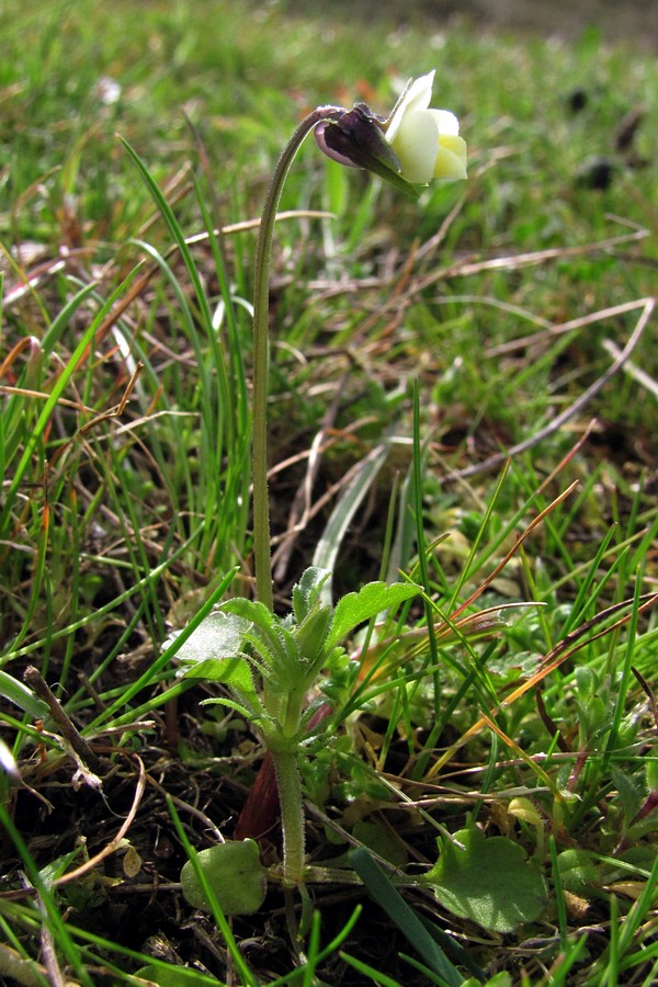 Image of Viola arvensis specimen.