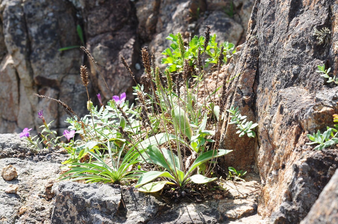 Image of Plantago camtschatica specimen.
