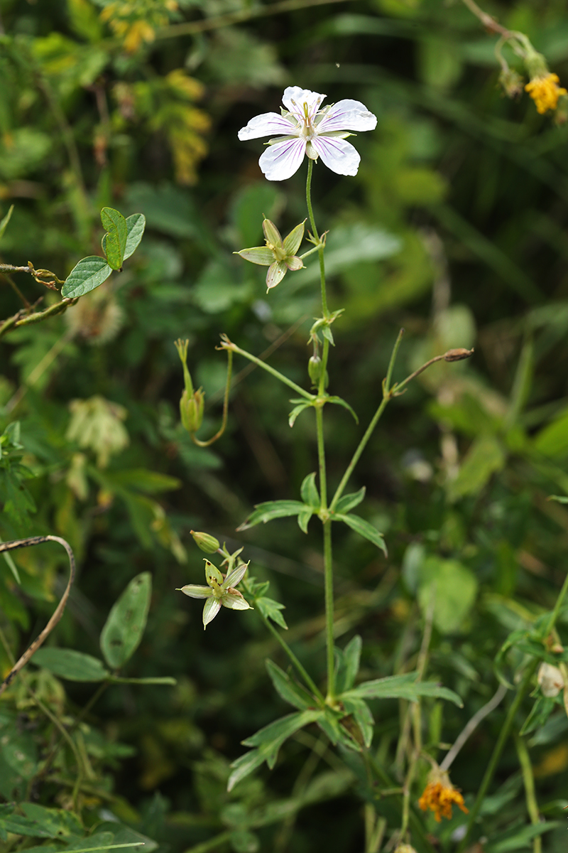 Изображение особи Geranium sieboldii.