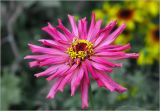 Zinnia elegans