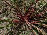 Echinochloa caudata. Основание цветущего растения. Хабаровский край, г. Комсомольск-на-Амуре, зарастающий карьер. 15.08.2025.