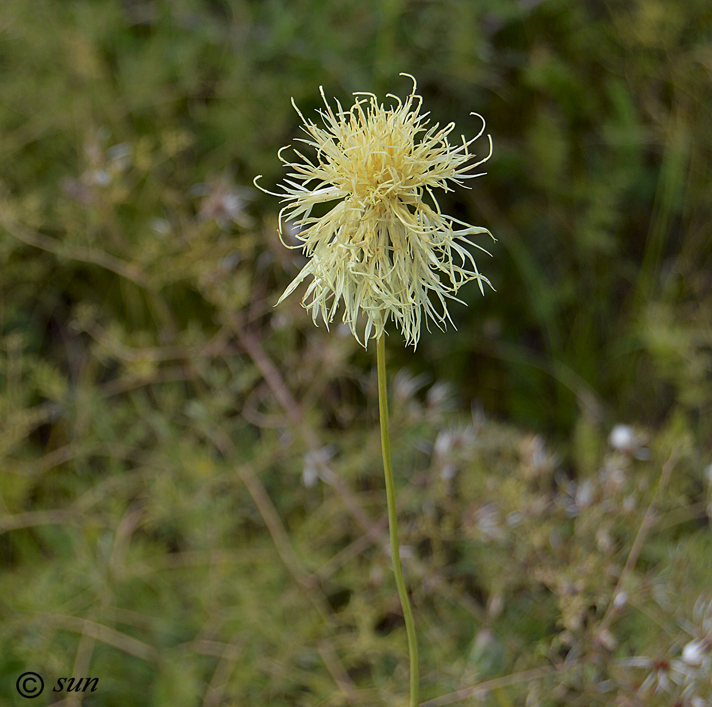 Изображение особи Rhaponticoides taliewii.
