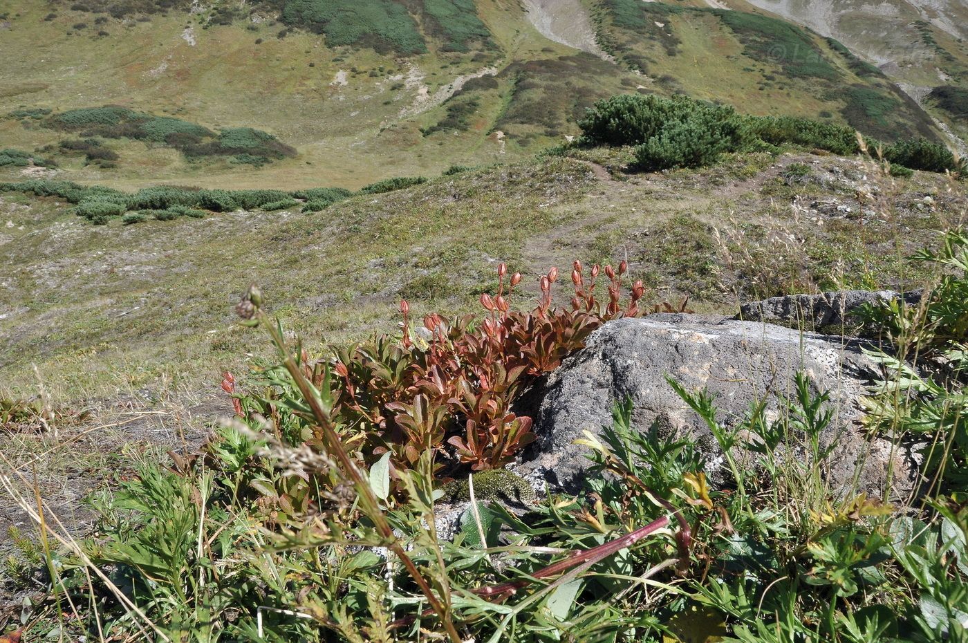 Image of Arctous erythrocarpa specimen.