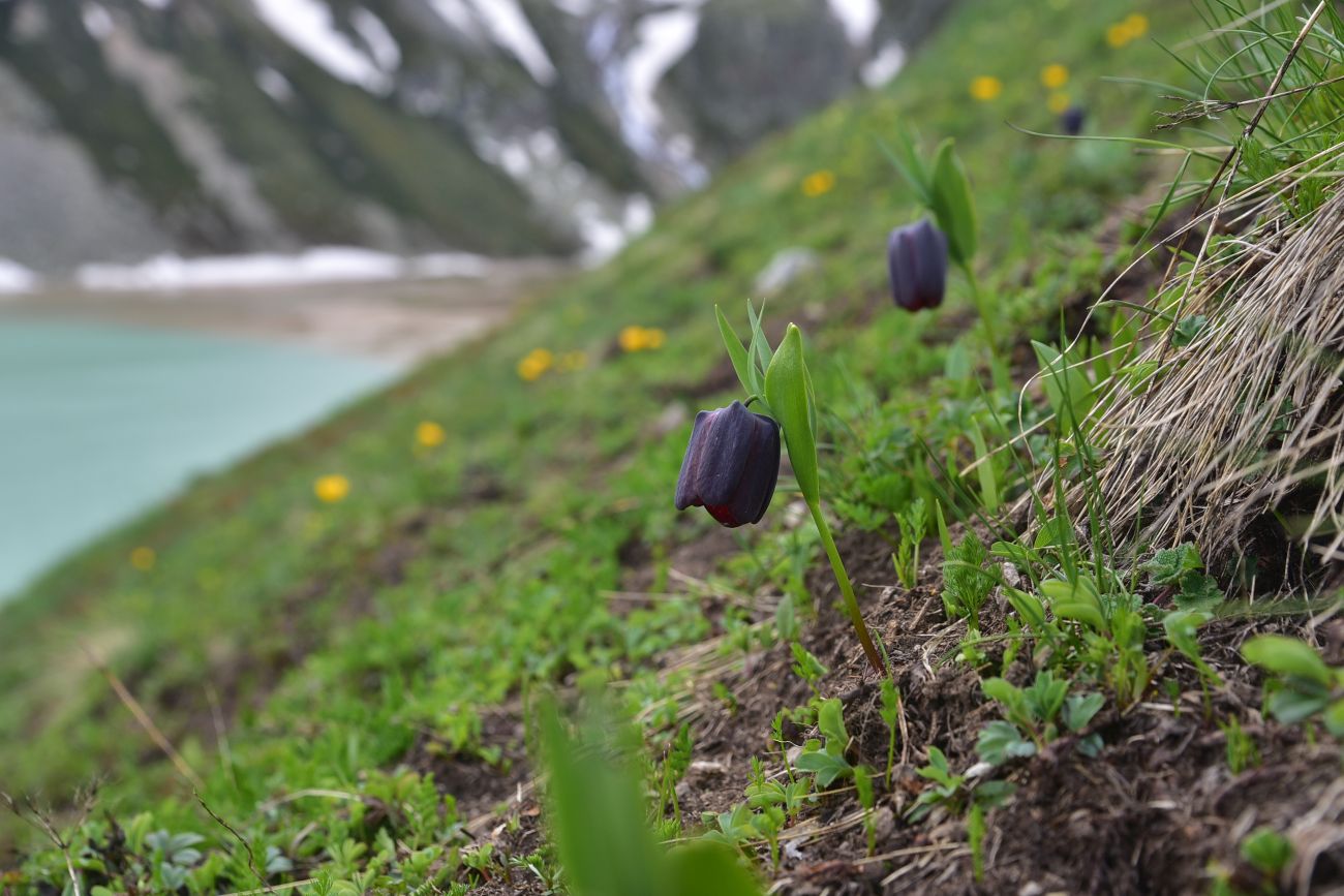 Изображение особи Fritillaria latifolia.