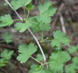 Изображение особи. Автор - Григорий Токарев