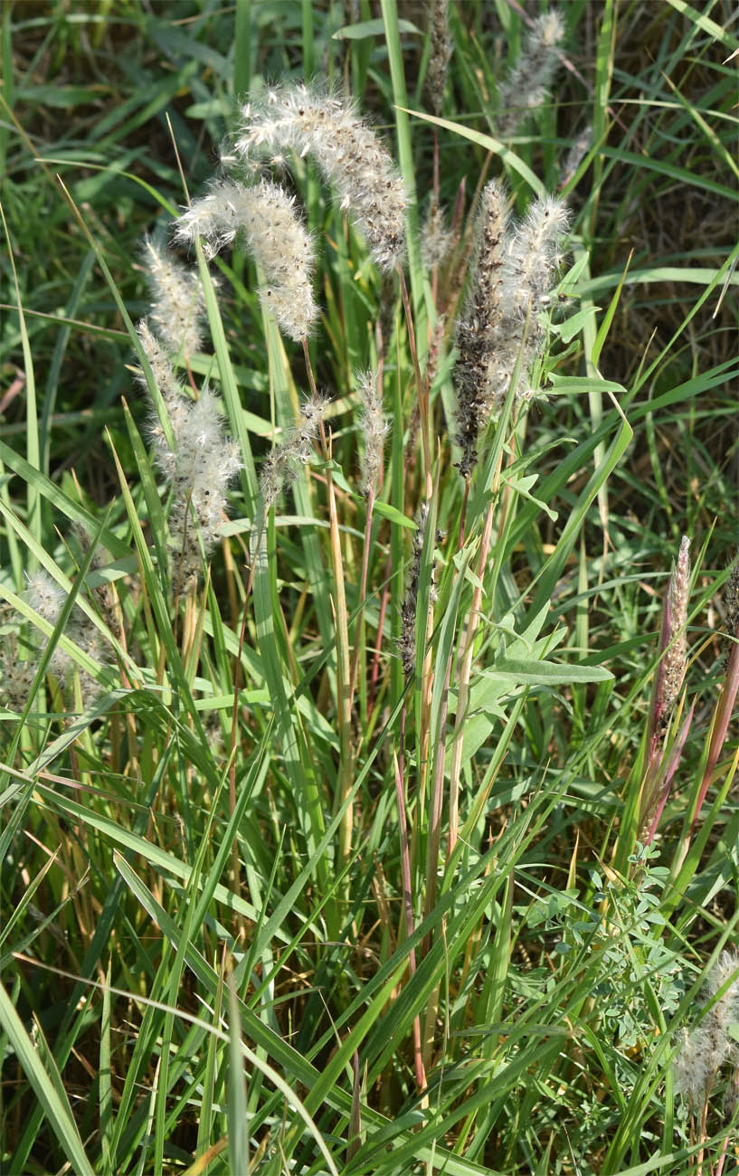 Image of familia Poaceae specimen.