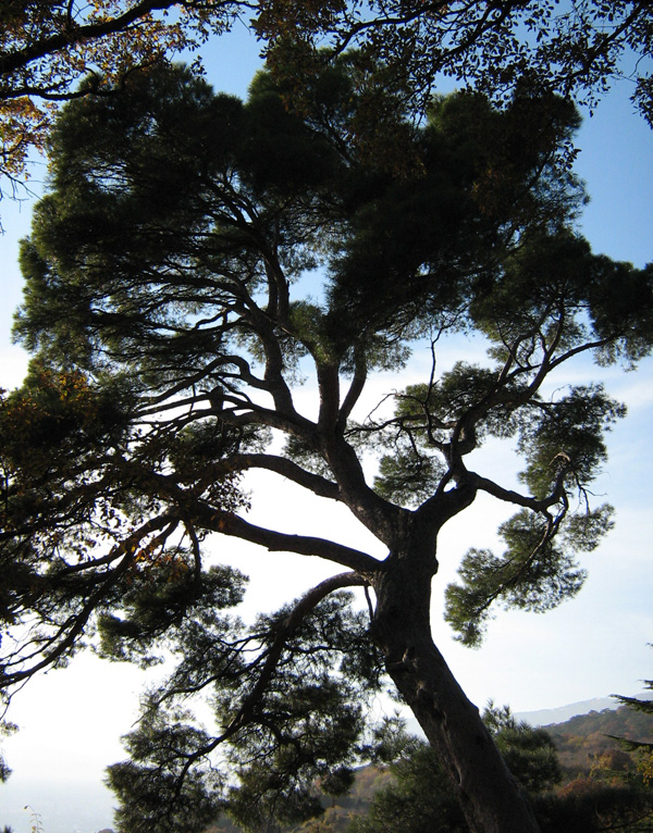 Image of Pinus halepensis specimen.