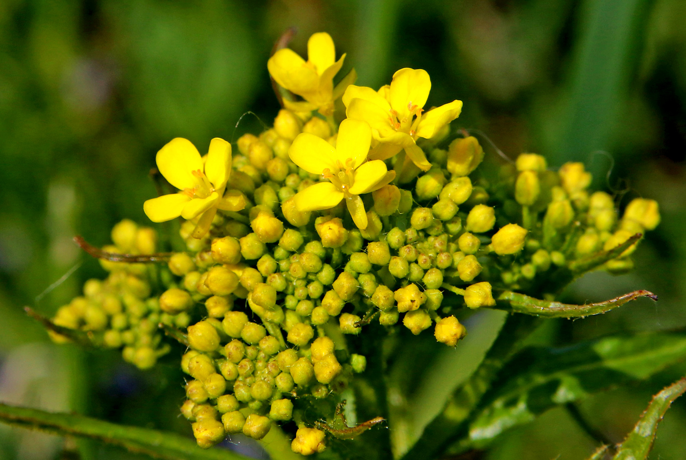 Изображение особи Bunias orientalis.