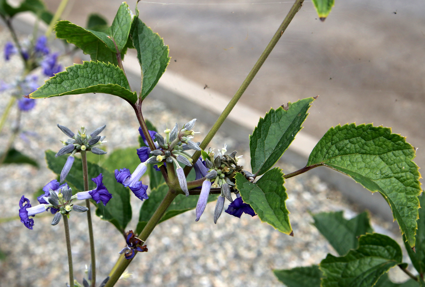 Изображение особи Clematis heracleifolia.