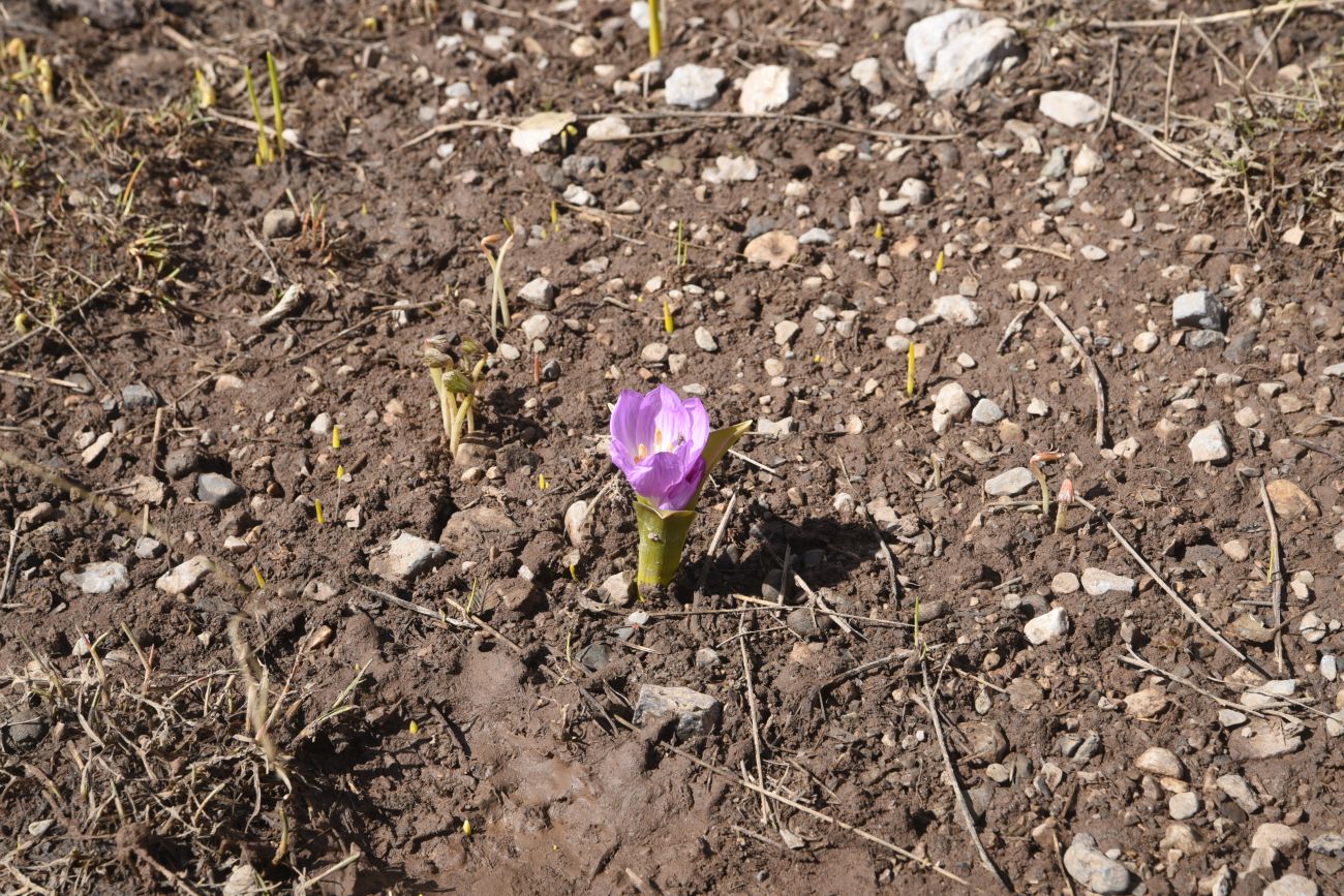 Image of Merendera kurdica specimen.