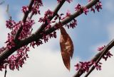 Cercis siliquastrum. Часть ветви с бутонами и прошлогодними плодами. Узбекистан, Самарканд, в уличном озеленении. 28.03.2025.