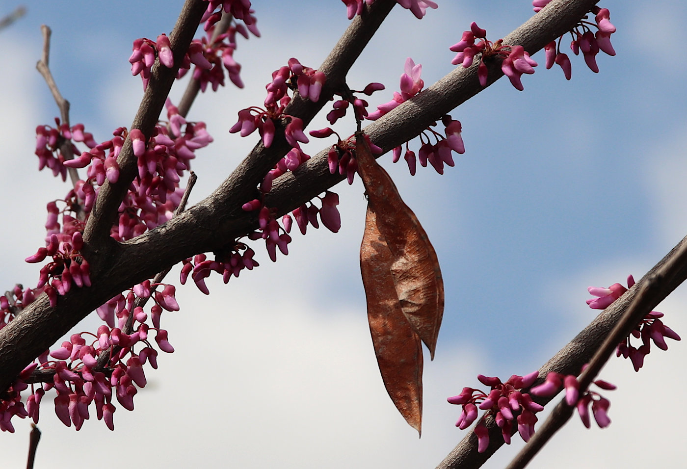 Image of Cercis siliquastrum specimen.