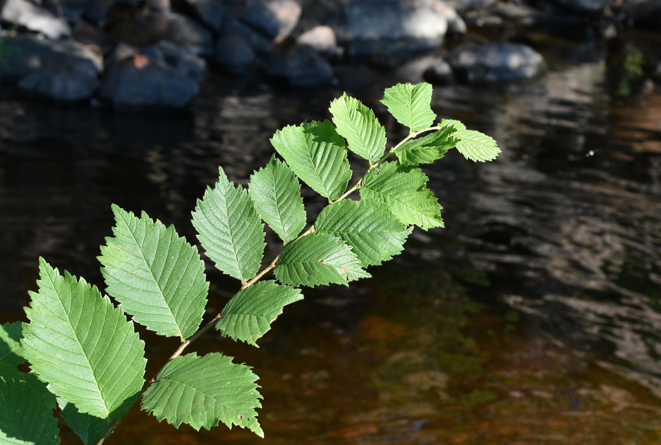 Изображение особи род Ulmus.
