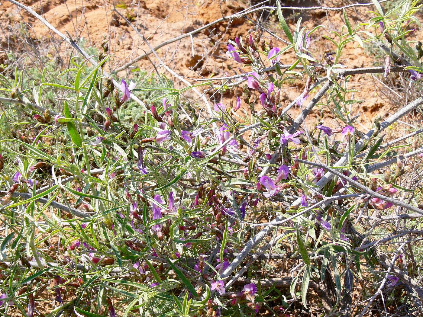 Image of Astragalus baeri specimen.