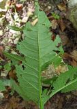 Dipsacus pilosus. Лист с погрызами (вид на абаксиальную поверхность). Краснодарский край, Туапсинский муниципальный округ, Новомихайловское городское поселение, тропа вдоль р. Кабак, лес. 06.08.2024.