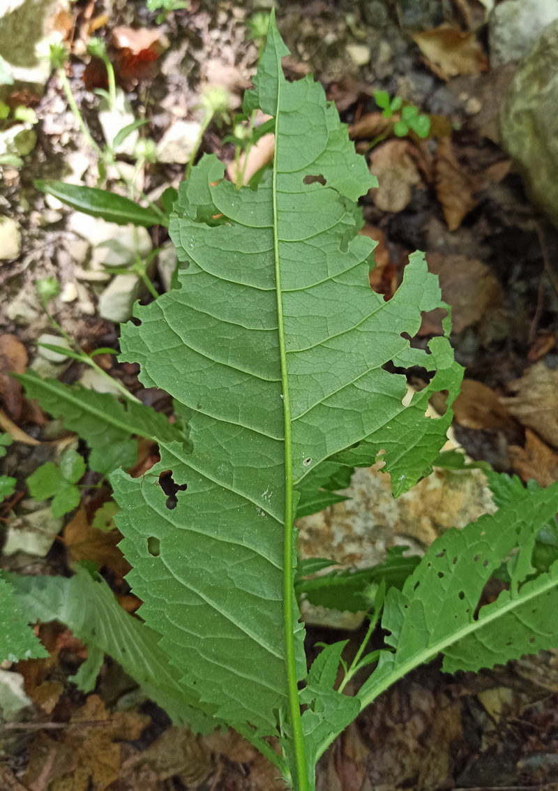 Image of Dipsacus pilosus specimen.