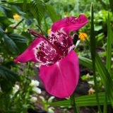 Tigridia pavonia. Цветок. Свердловская обл., окр. г. Североуральск, дачный участок. 30.07.2024.