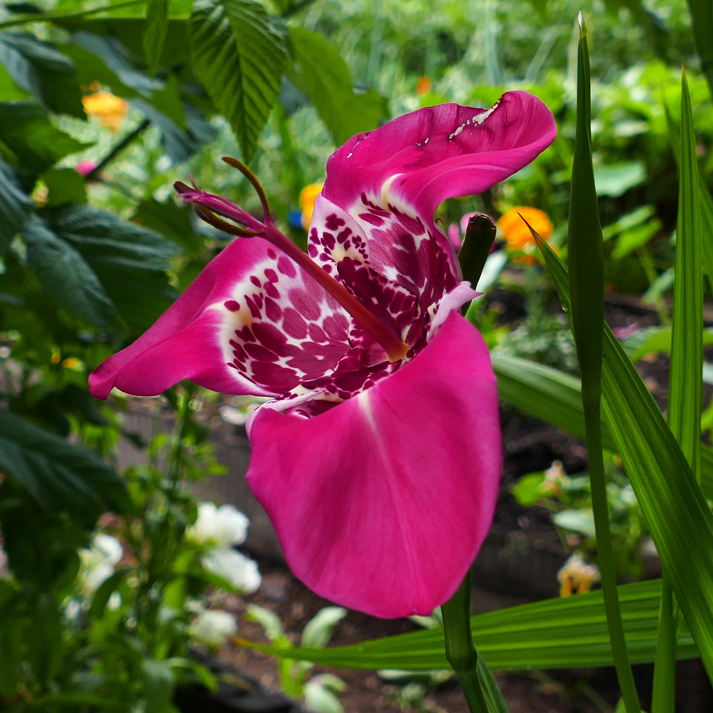 Изображение особи Tigridia pavonia.