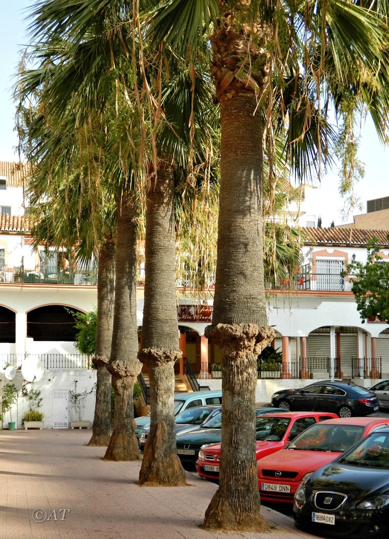 Image of Brahea armata specimen.