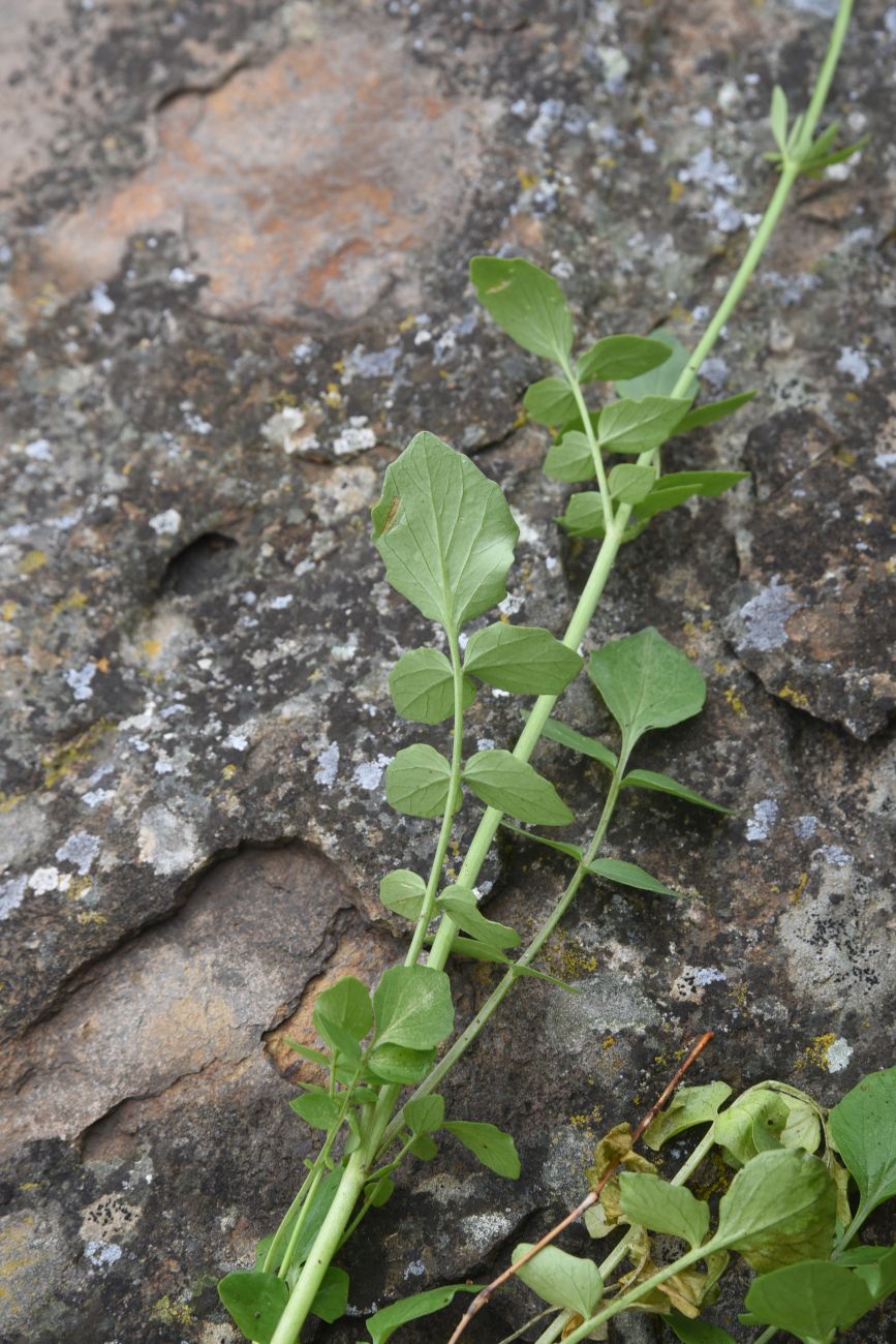 Image of genus Valeriana specimen.