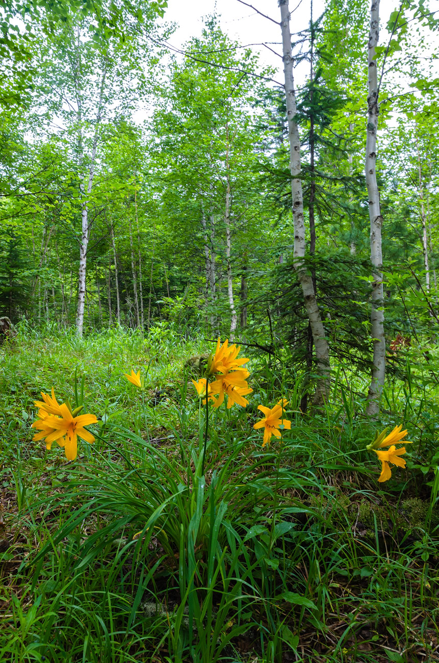 Image of Hemerocallis middendorffii specimen.