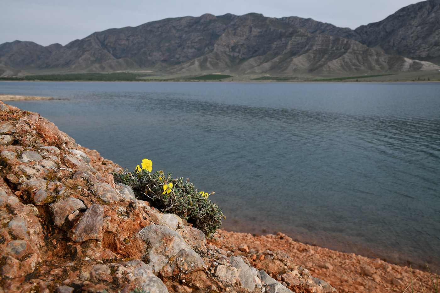 Изображение особи Helianthemum songaricum.