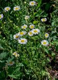 Leucanthemum vulgare. Верхушки цветущих растений. Калининградская обл., Правдинский р-н, г. Правдинск, у дороги. 02.07.2025.