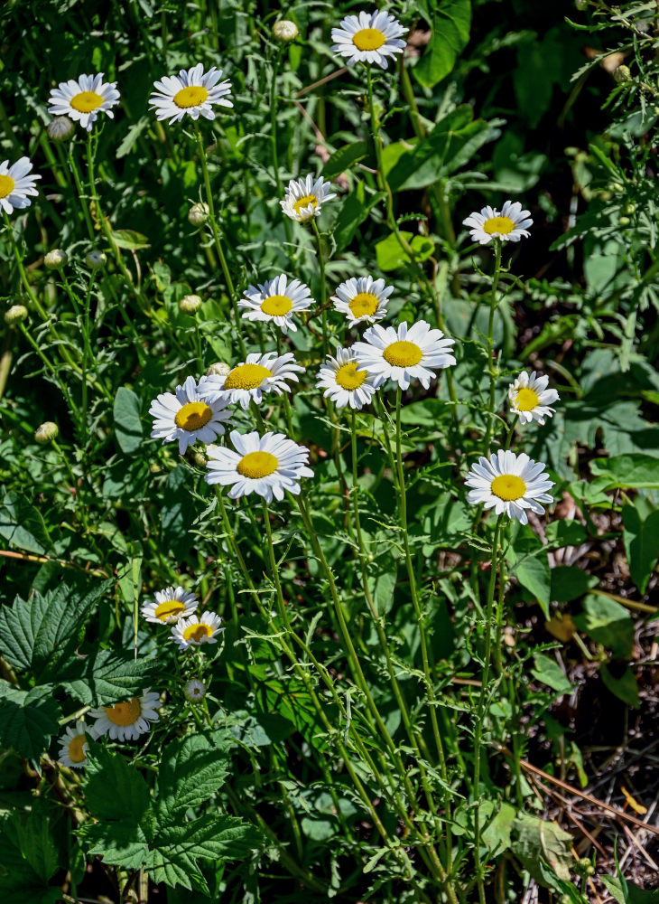Image of Leucanthemum vulgare specimen.