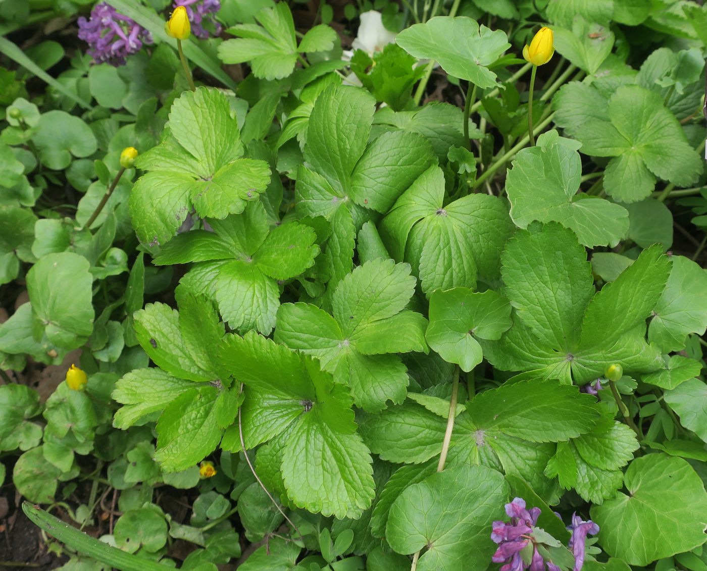 Image of Astrantia maxima specimen.