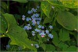 Brunnera sibirica. Соцветия и листья. Московская обл., Раменский р-н, окр. дер. Хрипань, садовый участок. 14.05.2026.