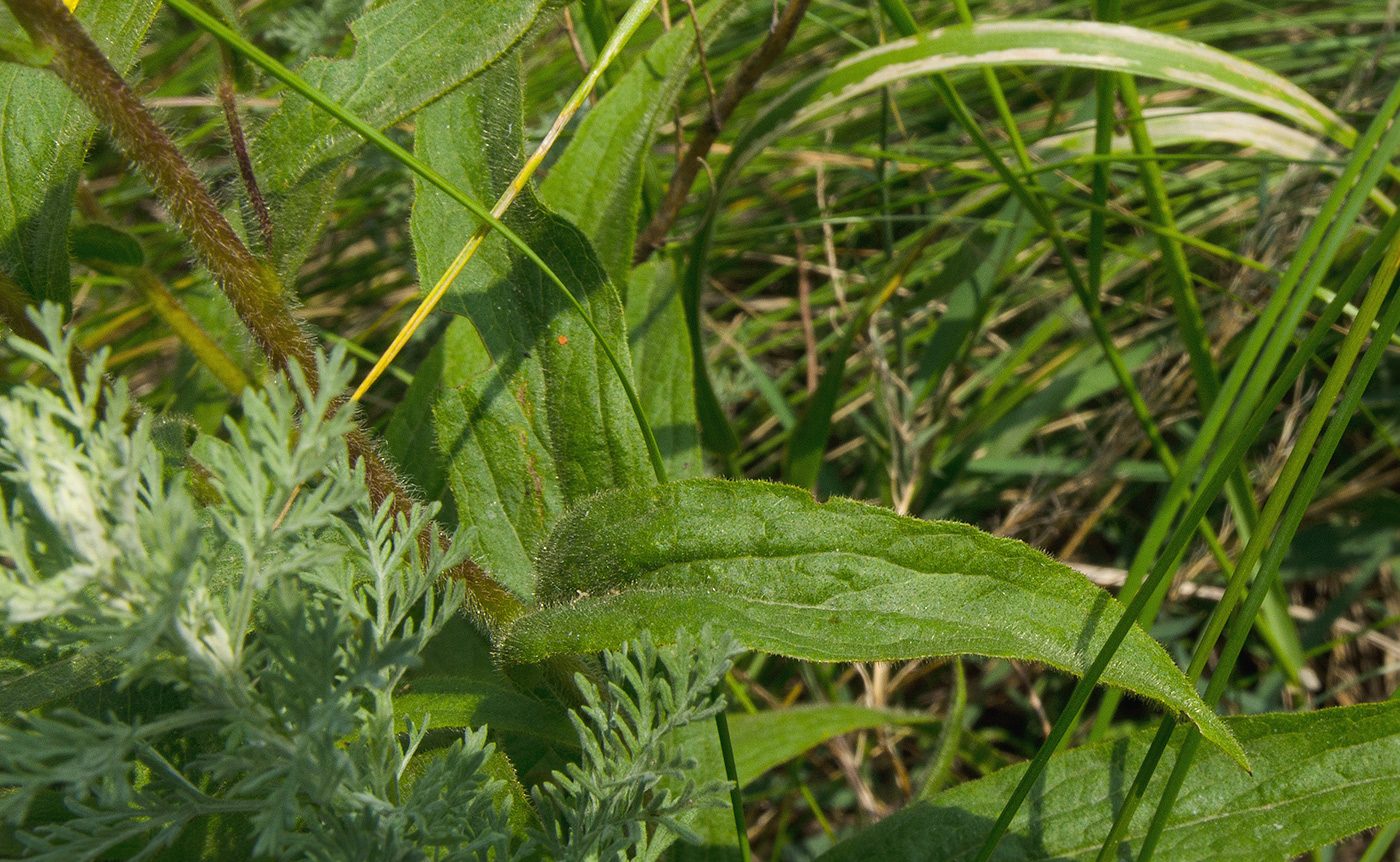 Image of Inula britannica specimen.