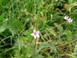 Erodium cicutarium