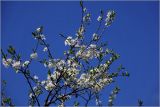Prunus spinosa. Часть ветви цветущего растения. Московская обл., Раменский р-н, окр. дер. Хрипань, садовый участок. 13.05.2026.