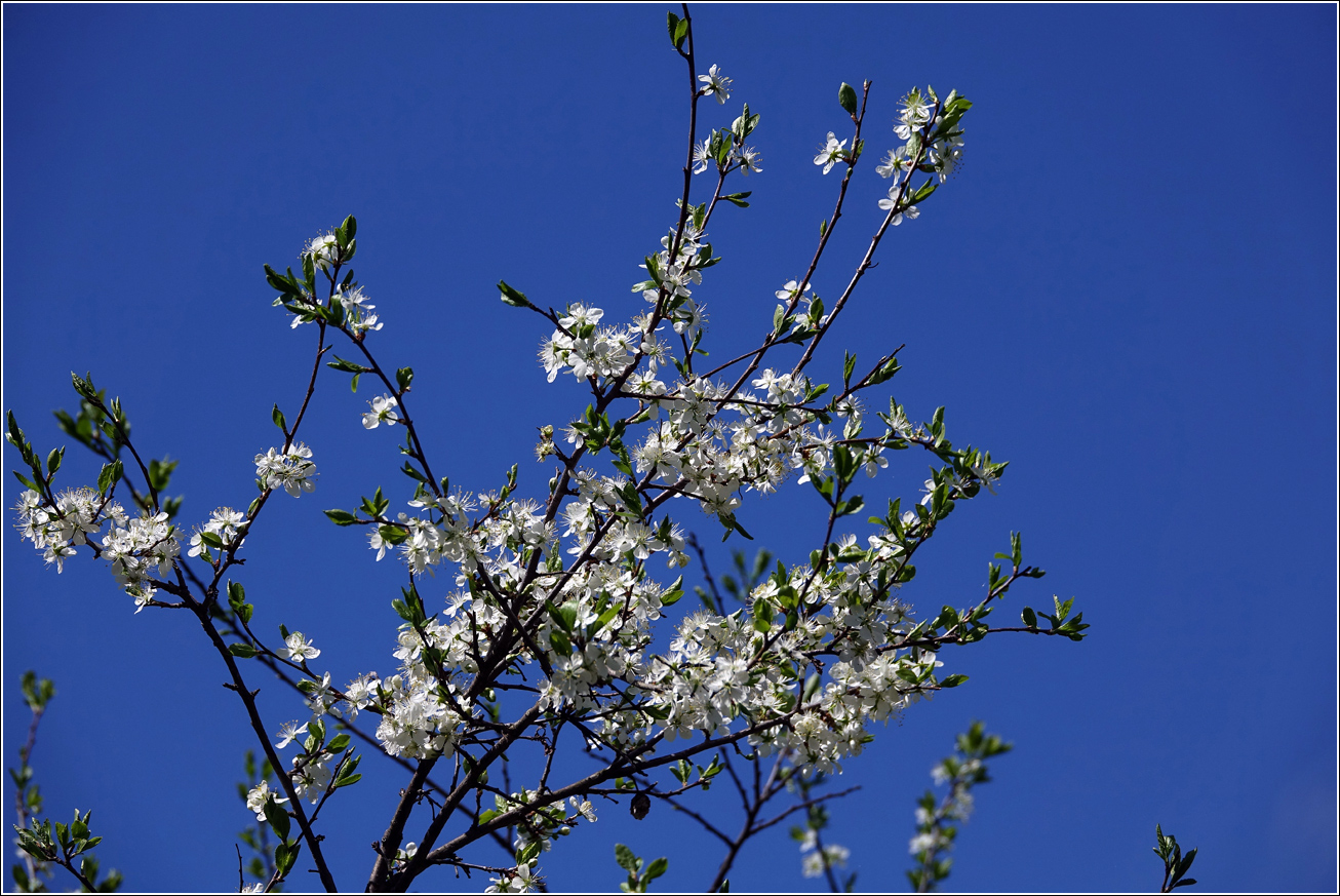Image of Prunus spinosa specimen.