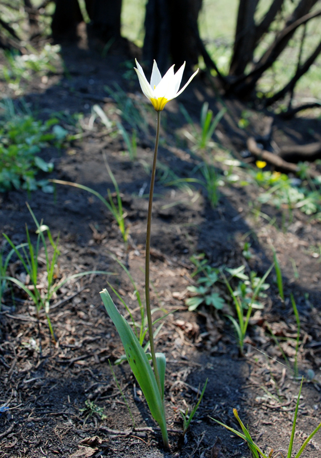 Изображение особи Tulipa biebersteiniana var. tricolor.