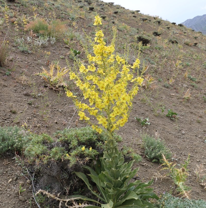 Image of genus Verbascum specimen.